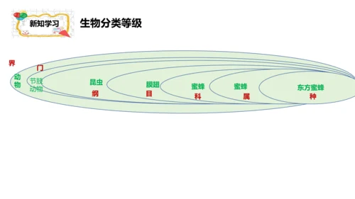 人教版生物七年级上册2.4.2《生物分类的方法——从种到界》课件(共26张PPT)