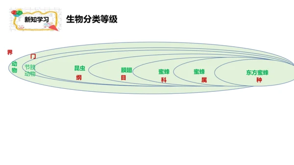人教版生物七年级上册2.4.2《生物分类的方法——从种到界》课件(共26张PPT)