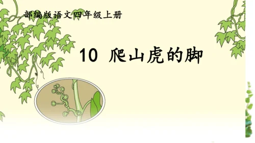 10 爬山虎的脚  课件