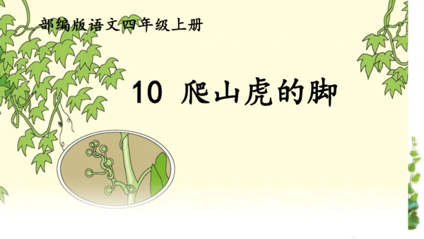 10 爬山虎的脚  课件