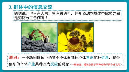 5.2.3社会行为课件-人教版生物八年级上册