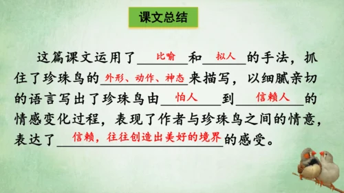 4.珍珠鸟 课件