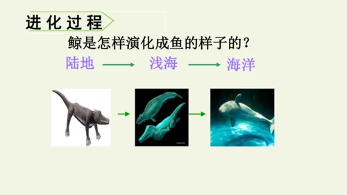 部编版 五年级语文上册第五单元习作例文 《鲸》（课件）