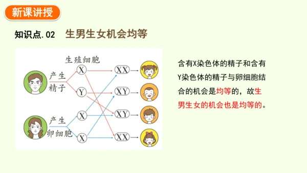 7.2.4人的性别遗传-八年级生物人教版下学期同步精品课件(共28张PPT)