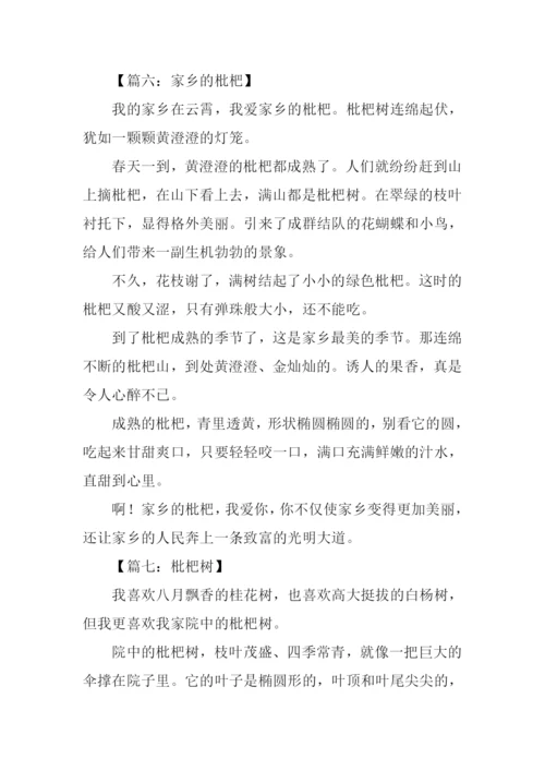 枇杷作文300字0.docx