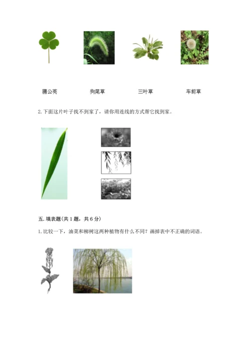 教科版科学一年级上册第一单元《植物》测试卷精品（夺冠系列）.docx