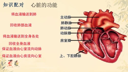 初中生物学>人教版（新课程标准）七年级下册4.4.3 输送血液的泵──心脏课件(共23张PPT)