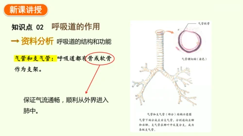 4.3.1 呼吸道对空气的处理-七年级生物下学期同步精品课件（2024人教版）(共26张PPT)