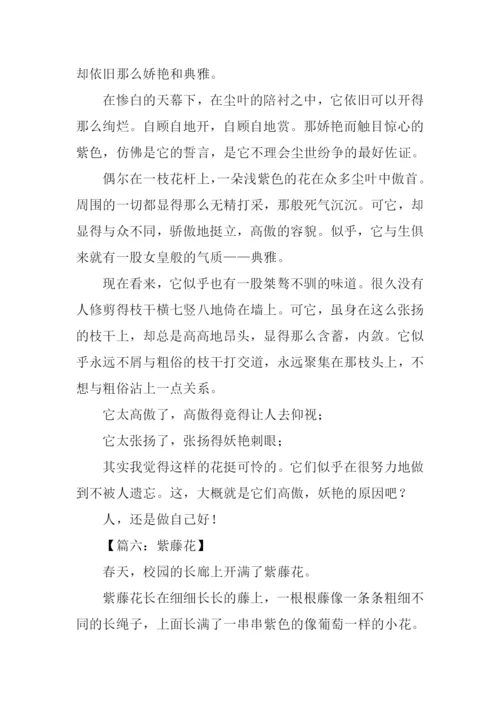 描写紫藤萝的作文.docx