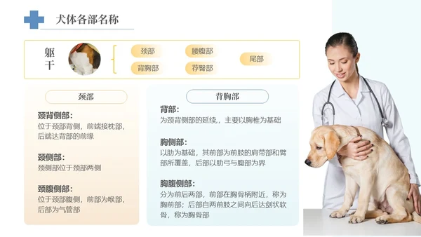 实拍风宠物解剖生理宠物解剖生理讲座PPT