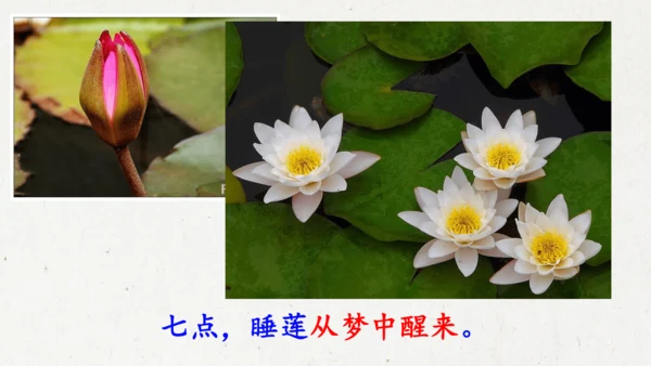 13《花钟》（课件）