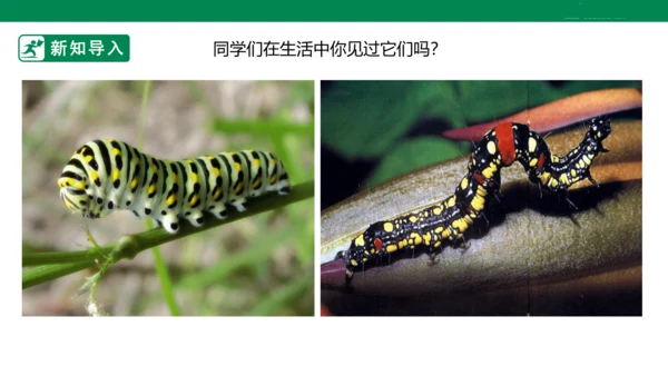 第六课《节节虫》课件