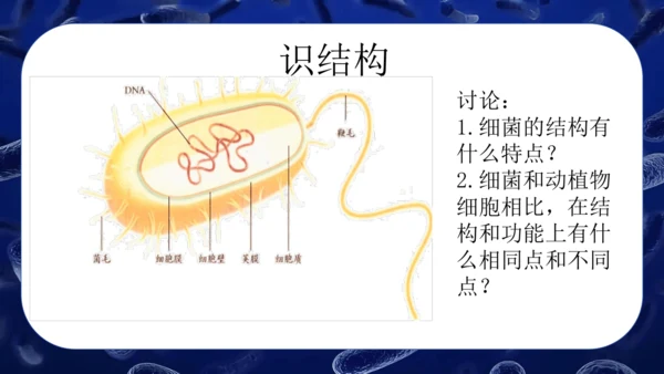 人教版生物七年级上册2.3.2《细菌》课件(共24张PPT)