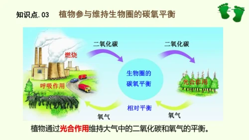 3.2.4植物在自然界中的作用-七年级生物下学期同步精品课件（2024人教版）(共27张PPT)