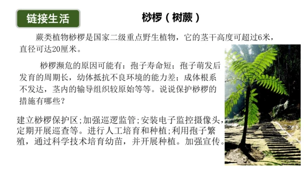 2.1.1藻类、苔藓植物和蕨类植物-七年级生物上学期同步优质课件（人教版2024）(共26张PPT)