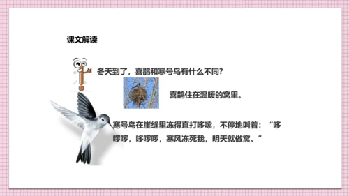 第13课《寒号鸟》（课件 )