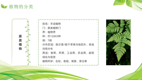 植物介绍简约绿色树叶花卉线条知识科普