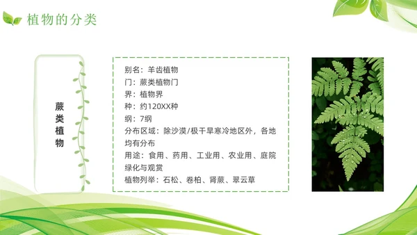 植物介绍简约绿色树叶花卉线条知识科普