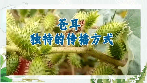 3 植物妈妈有办法 第二课时  课件