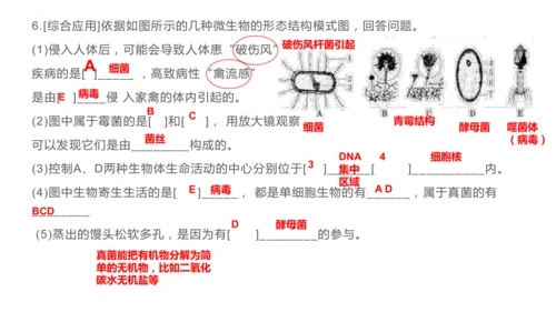人教版生物七年级上册2.3.4《病毒》（课件）(共19张PPT)+视频素材
