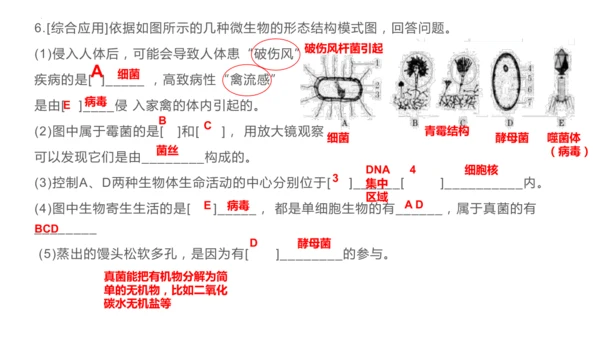 人教版生物七年级上册2.3.4《病毒》（课件）(共19张PPT)+视频素材