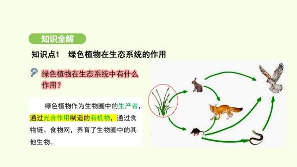 第三单元-第二章-第二节-光合作用-第1课时 绿叶在光下制造有机物课件-2024-2025学年七年级