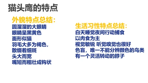 《黑夜狩猎者猫头鹰》