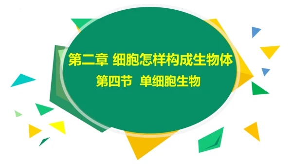 2.2.4 单细胞生物-2023-2024学年七年级生物上册优质教学课件（人教版）(共20张PPT)