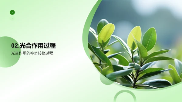 揭秘绿色之源