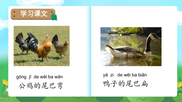 课文6《比尾巴》（教学课件）