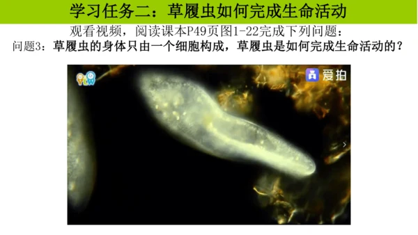 人教版生物七年级上册1.3.4 单细胞生物 教学课件（共22张ppt）+视频素材