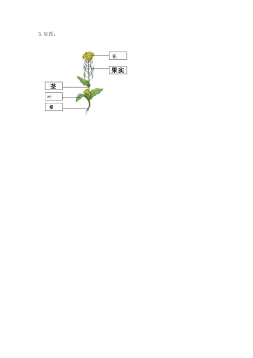 教科版科学四年级下册第一单元《植物的生长变化》测试卷带答案（巩固）.docx