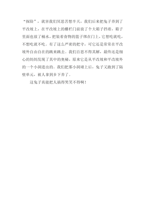 小兔子的作文.docx