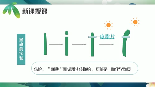 植物生长素的发现生物课件通用PPT模板