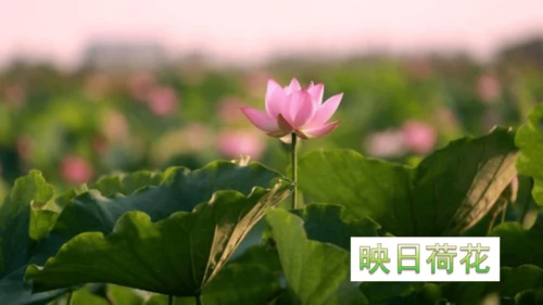 15 《古诗二首》（第一课时）——《晓出净慈寺送林子方》  课件