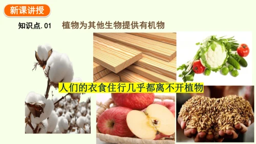 3.2.4植物在自然界中的作用-七年级生物下学期同步精品课件（2024人教版）(共27张PPT)
