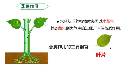 3.3 绿色植物与生物圈的水循环（课件）七年级生物上学期（人教版）(共25张PPT)