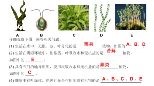 2.1.1藻类、苔藓植物和蕨类植物-七年级生物上学期同步优质课件（人教版2024）(共26张PPT)