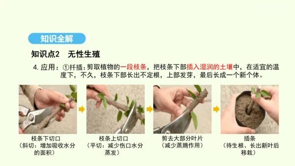 7.1.1植物的生殖课件-人教版生物八年级下册(共33张PPT)