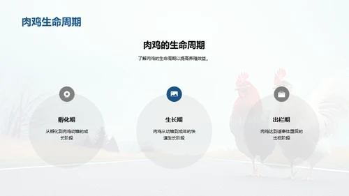 肉鸡养殖现代技术解析