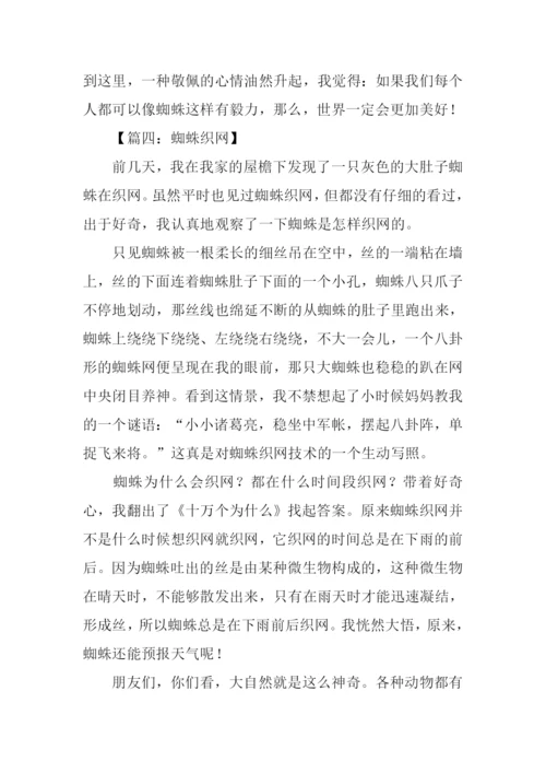 蜘蛛织网作文500字.docx