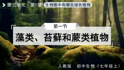 3.1.1 藻类、苔藓和蕨类植物 课件 人教版生物七年级上册(共27张PPT)