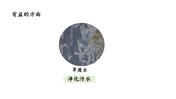 人教版七年级生物上册（2024）1.3.4 单细胞生物 课件(共22张PPT)+视频素材