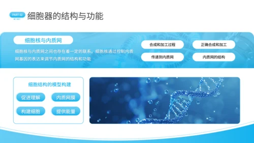 蓝色简约风细胞结构探秘PPT
