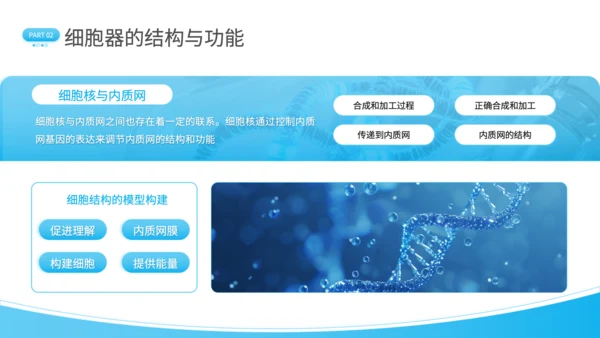 蓝色简约风细胞结构探秘PPT