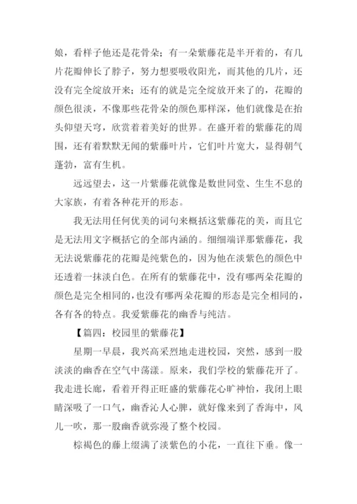 描写紫藤萝的作文.docx