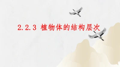 2.2.3 植物体的结构层次2023-2024学年七年级生物上册精品课件（人教版）(共18张PPT)