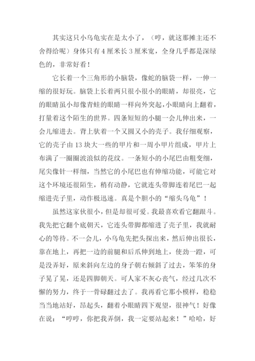 小乌龟的作文.docx