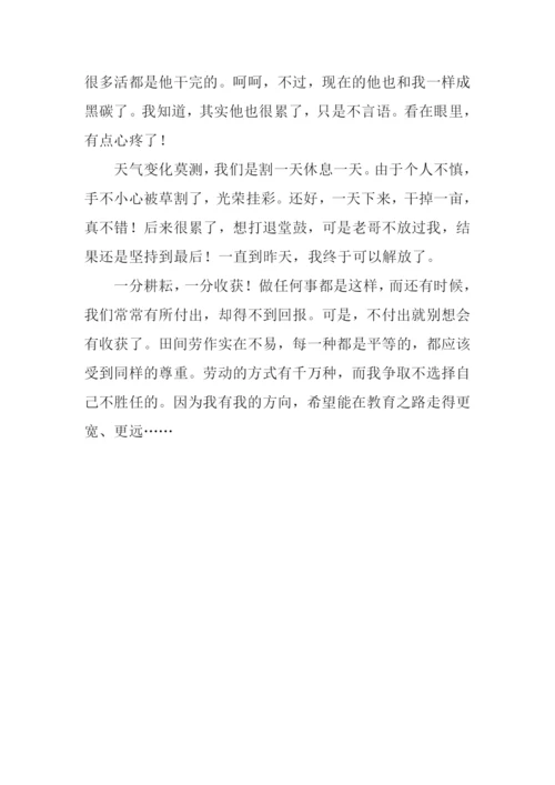 农忙之时作文800字.docx