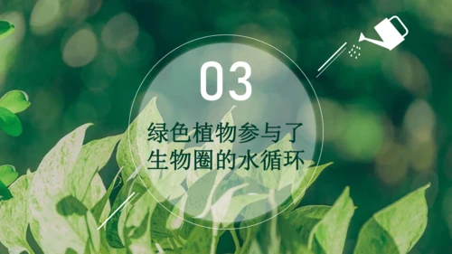 3.3  绿色植物与生物圈的水循环 课件-2023-2024学年人教版生物七年级上册(共23张PPT